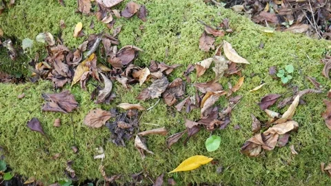 Green moss on a log with leaves on the ground also on it 스톡 동영상 141765871