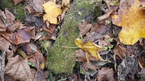Green moss on a log with leaves on the ground 스톡 동영상 141766477