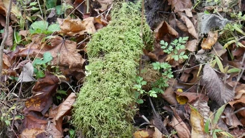 Green moss on a log with leaves on the ground Vídeo Stock 141766499
