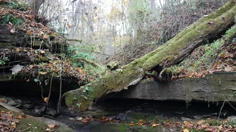 Green moss on a logs laying over a cave in the woods 스톡 동영상 141766637