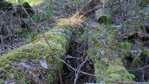 The green moss on the lying trunk of the trees 스톡 동영상 131198657