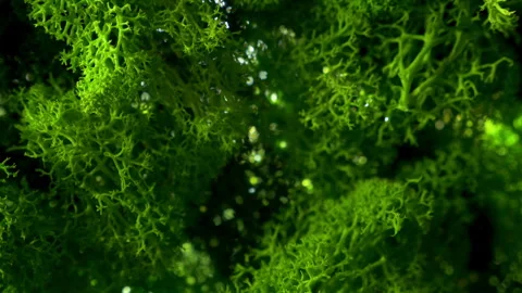 Green Moss macro background tracking shot of vegetation of tree in forest Stock Footage 246400708