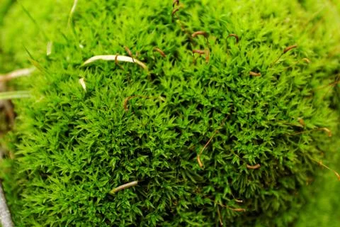 Green moss macro Stock Photos