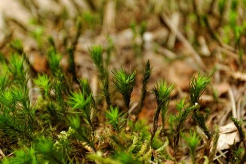 Green moss macro Stock Photos