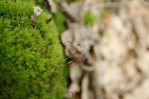 Green moss macro Stock Photos