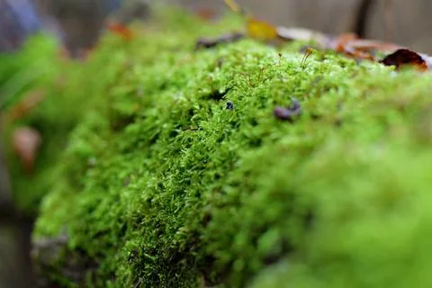 Green moss macro Stock-Fotos