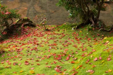 Green moss with maple leaf drop rainforest ground in autumn season 写真素材