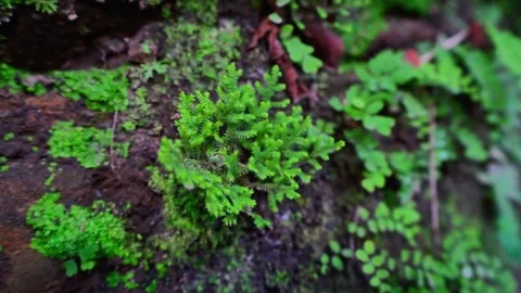 Green Moss on Mountain Rock Stock Footage 320958688