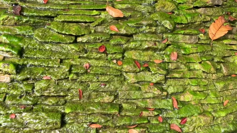 Green moss on old brick wall with dripping water Stock Footage 142021728