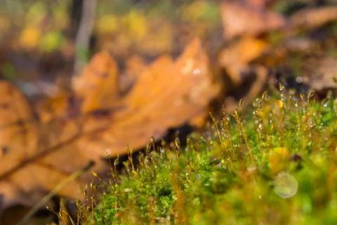 Green moss on an old fallen tree in the forest Stock-Fotos