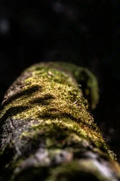 Green Moss on Old Log Stock Photos