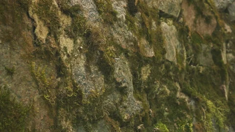 Green moss on old stone wall. Stone texture background Stock Footage 91154902