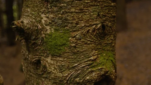 Green moss on an old tree in the forest Stock Footage 103394170