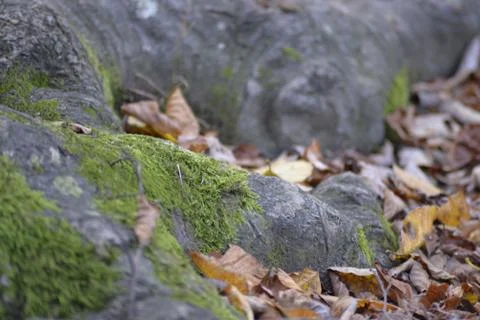 Green moss on an old tree Stock Photos
