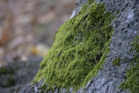 Green moss on an old tree Stock Photos