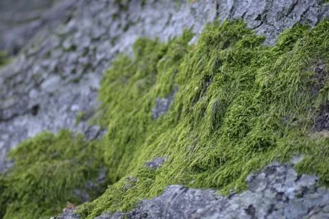 Green moss on an old tree Stock Photos