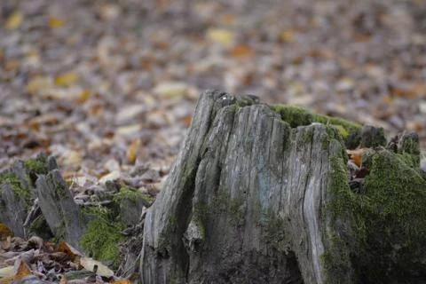 Green moss on an old tree Stock Photos