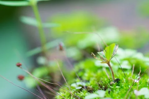 Green Moss or Small Tree at Bottom Right Photos