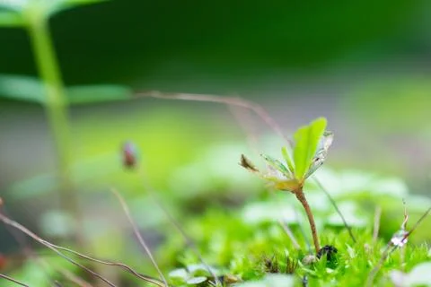 Green Moss or Small Tree at Bottom Right Closeup Stock Photos