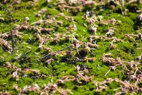 Green moss with other plants closeup view with selective focus on foreground Foto stock