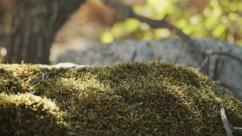 Green Rock Videos Stock Videos – Royalty-Free HD & 4K Videos