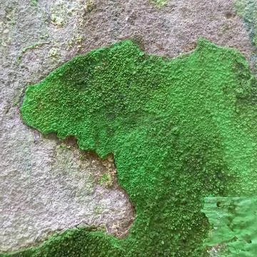 Green Moss Patch on Old Wall Texture Stock Photos