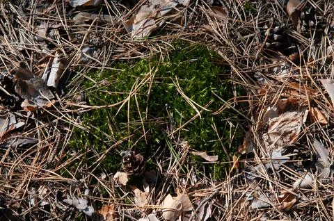 Green moss patch surrounded by pine needles and dry leaves on forest floor Stock Photos