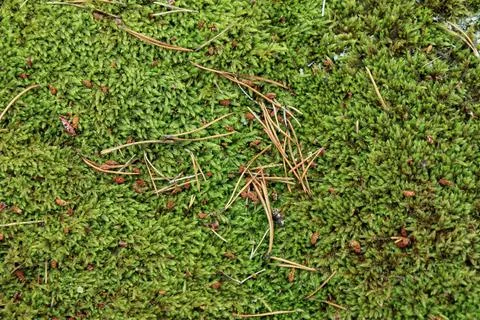 Green moss pattern wallpaper, Moss in the wild forest of Finland, backgroun.. Stock Photos