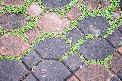 Green moss on paving bricks stone footpath texture background Stock Photos