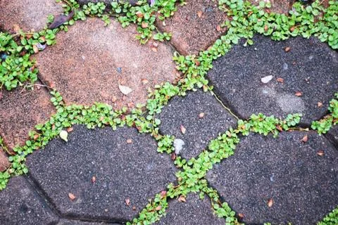 Green moss on paving bricks stone footpath texture background 스톡 사진