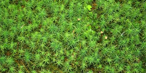 Green moss Stock Photos