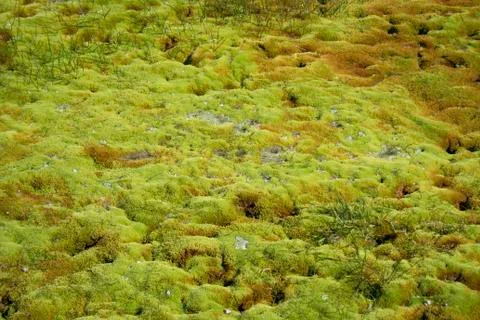 Green moss Stock Photos