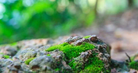 Green moss Foto stock