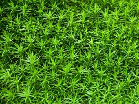 Green moss Stock Photos