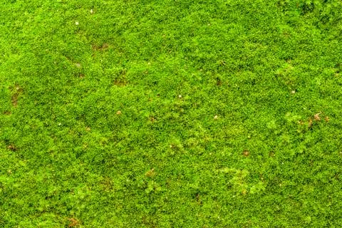 Green moss Stock Photos