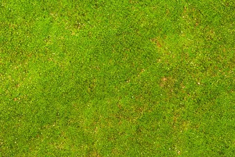 Green moss Stock Photos