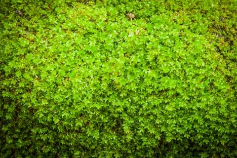 Green moss Stock Photos