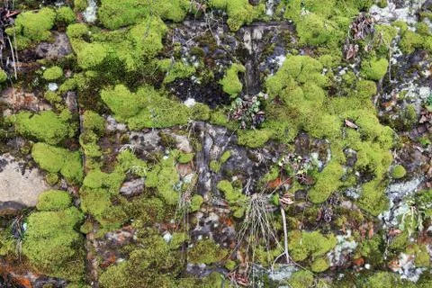 Green moss Stock Photos