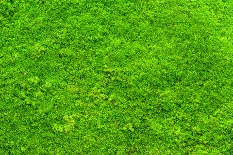 Green moss Stock Photos