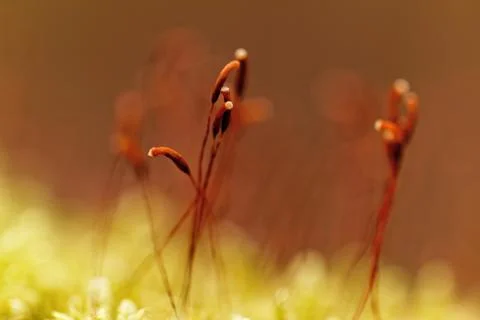 Green moss Stock Photos