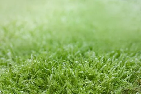 Green moss Stock Photos
