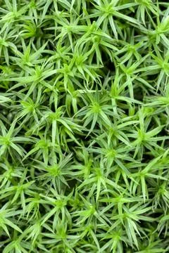 Green moss Stock Photos