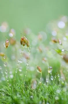 Green moss Stock Photos