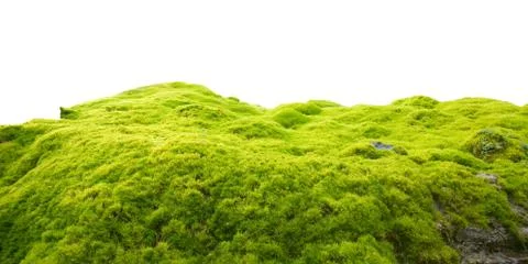 Green moss Foto stock