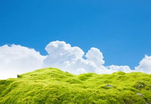 Green moss Foto stock