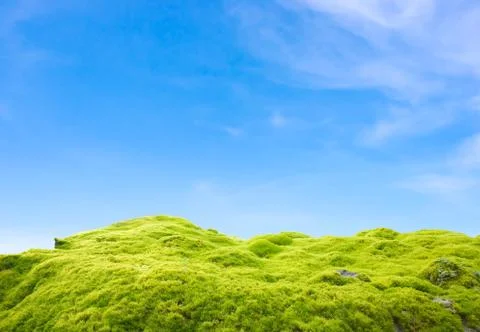 Green moss Stock Photos
