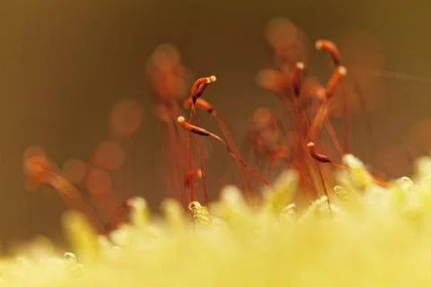 Green moss Stock Photos