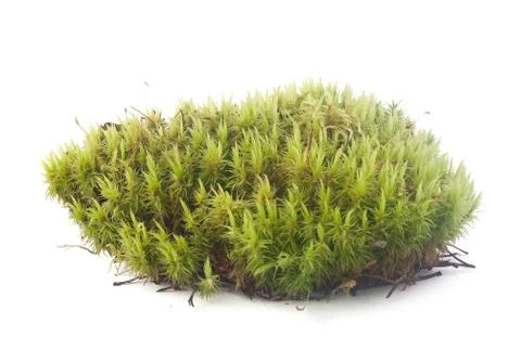 Green moss Stock Photos