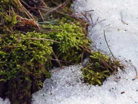 Green moss Stock Photos