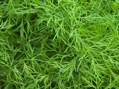 Green Moss 스톡 사진